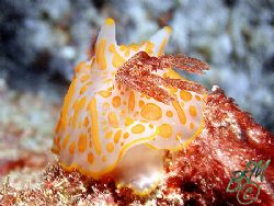 Unknown Nudibranch from Heron Island. If anyone knows wha... by Brian Mayes 